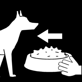 feed the dog